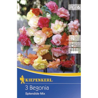 Begonia curgatoare Splendid Mix - 3 bulbi