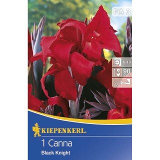 Canna indica Black Knight - 1 radacina