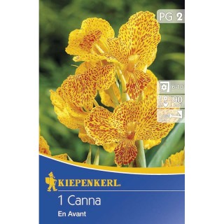 Canna indica En Avant Galben + Rosu - 1 radacina