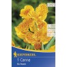 Canna indica En Avant Galben + Rosu - 1 radacina