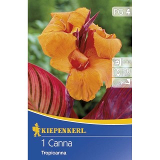 Canna Tropicana Orange - 1 radacina