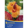 Canna Tropicana Orange - 1 radacina