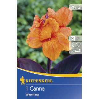 Canna Wyoming Orange - 1 radacina