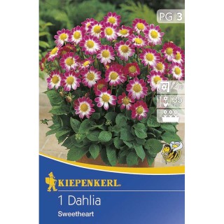 Dalia Sweetheart - 1 radacina