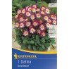 Dalia Sweetheart - 1 radacina