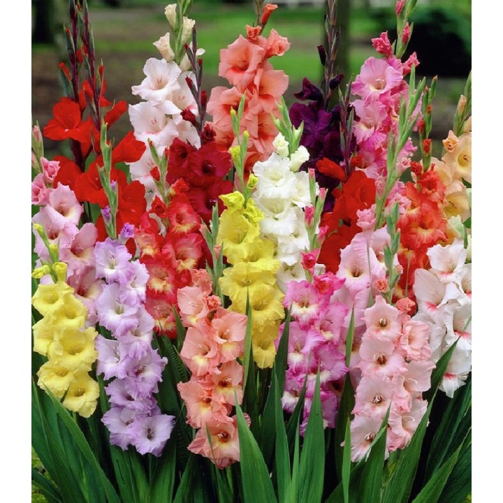 Gladiole Bambino Mix - 15 bulbi