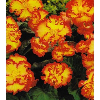 Begonia Marginata Yellow/Red - 2 bulbi