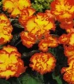 Begonia Marginata Yellow/Red - 2 bulbi