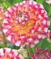 Dahlia Hawaii nl - 1 radacina