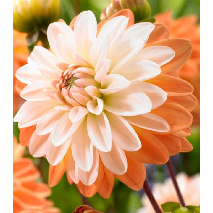 Dahlia Coup de Soleil - 1 radacina
