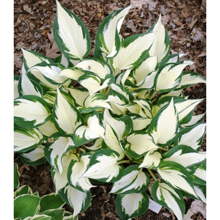 Hosta Fire and Ice - 1 radacina 