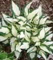 Hosta Fire and Ice - 1 radacina 
