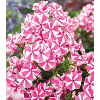 Phlox Pink Windmill - 1 radacina