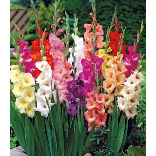 Gladiole Mix - 5 bulbi