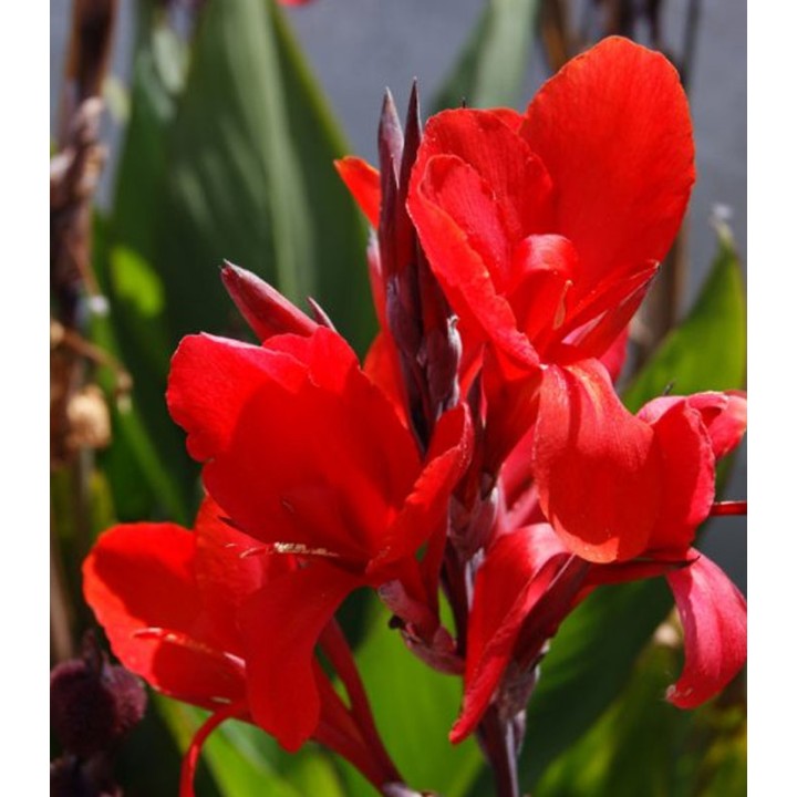 Canna indica Red - 1 radacina