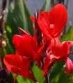 Canna indica Red - 1 radacina