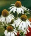 Echinacea Purpurea Alba - 1 radacina