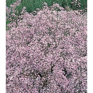 Gypsofila paniculata Pink - 2 radacini