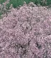 Gypsofila paniculata Pink - 2 radacini