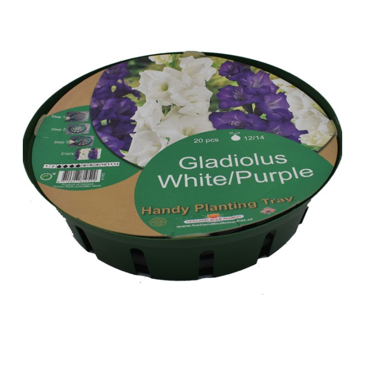 Gladiole White/Purple - 20 bulbi + cos de plantare