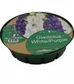 Gladiole White/Purple - 20 bulbi + cos de plantare