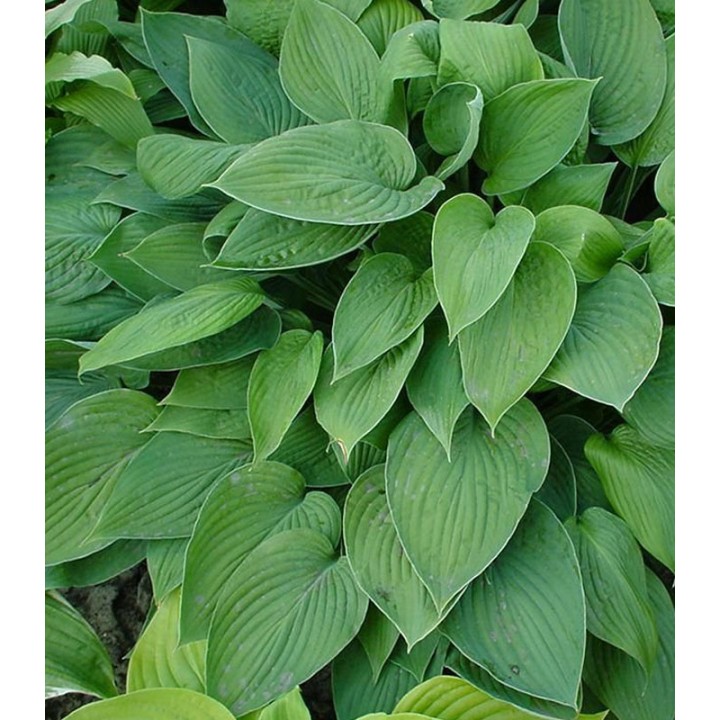 Hosta Hyacinthina Fortunei - 1 radacina