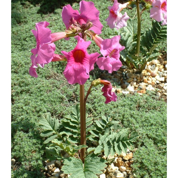 Incarvillea Delavayi - 2 radacini