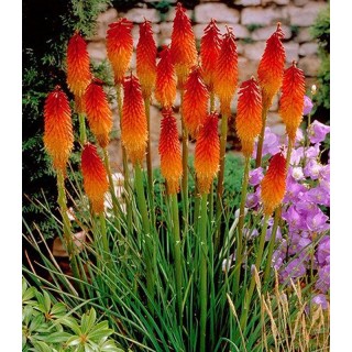 Kniphofia Alcazar - 1 radacina