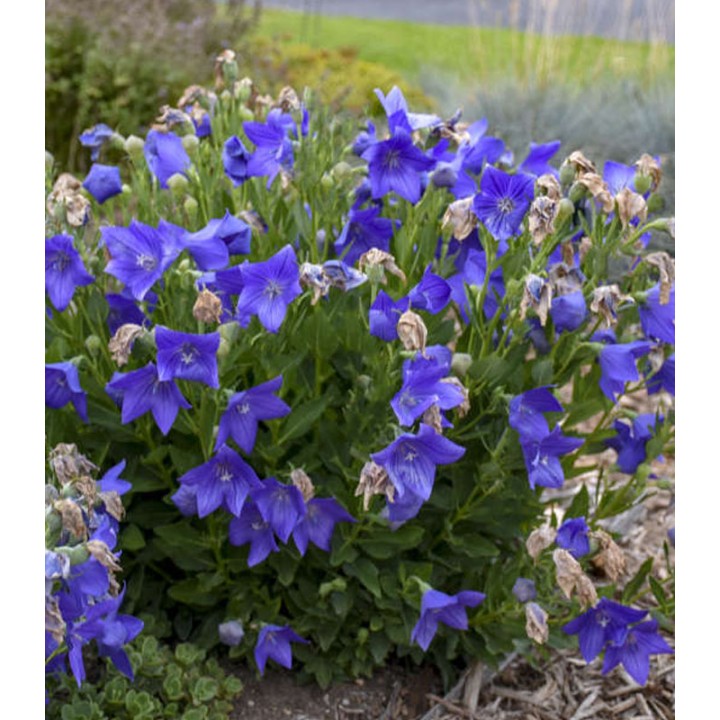 Platycodon Blue (Floarea balon) - 1 radacina
