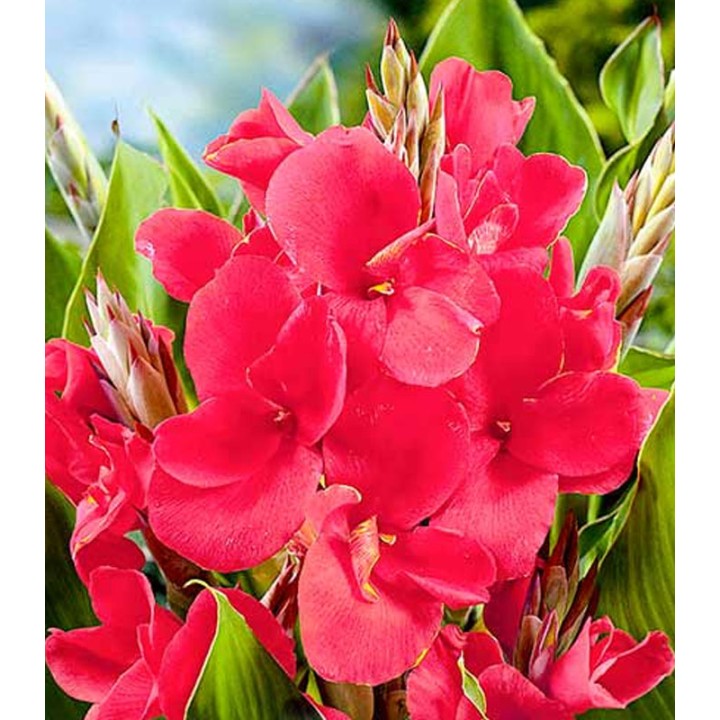 Canna Pink - 1 radacina