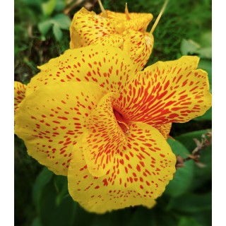Canna Spotted - 1 radacina