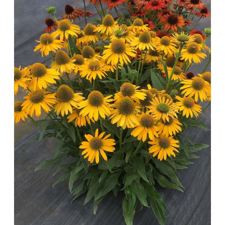 Echinacea Yellow - 1 radacina