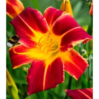 Hemerocalis Red - 1 radacina
