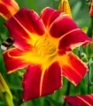 Hemerocalis Red - 1 radacina