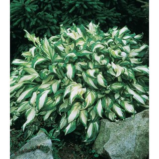 Hosta Mediovariegata - 1 radacina