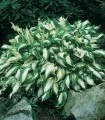 Hosta Mediovariegata - 1 radacina