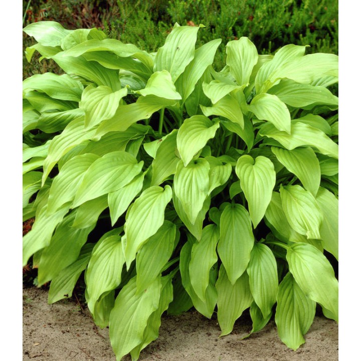 Hosta Honeybells - 1 radacina