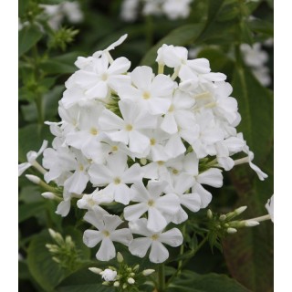 Phlox White - 1 radacina