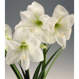 Amaryllis Christmas Gift - 1 bulb