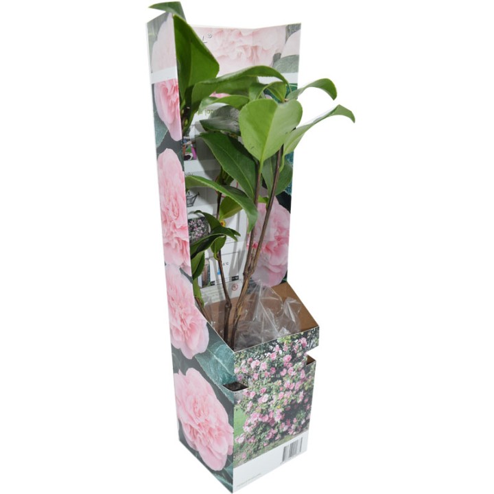 Camelia japoneza, planta la ghiveci