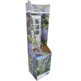 Wisteria, 1 planta la ghiveci