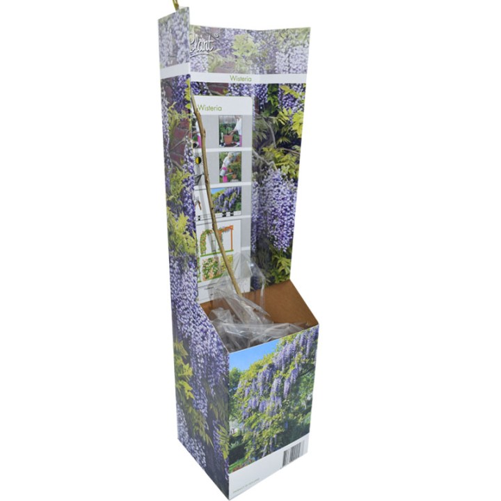 Wisteria, 1 planta la ghiveci