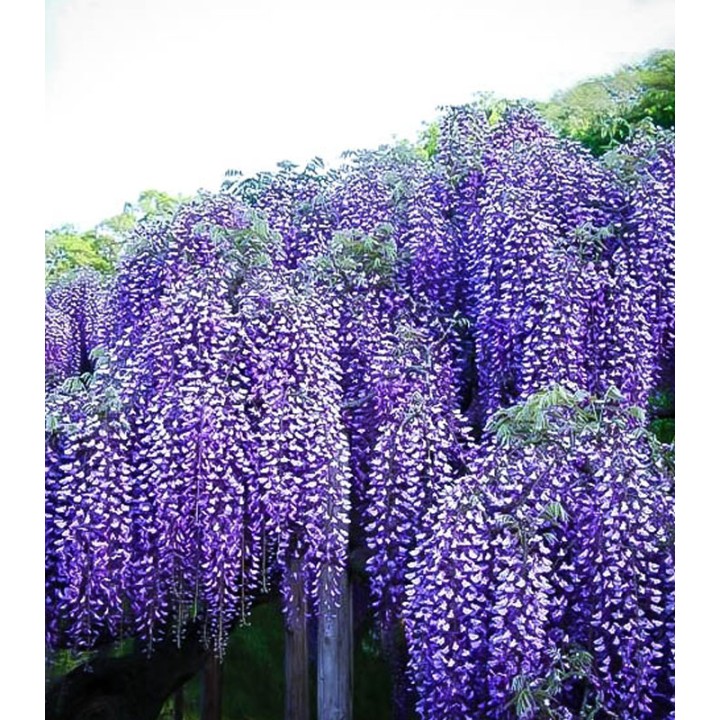 Wisteria, 1 planta la ghiveci
