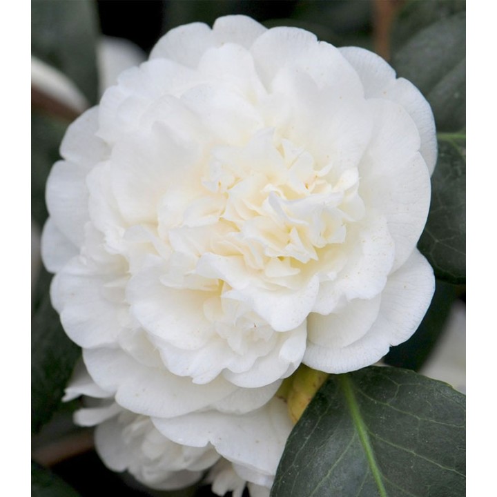 Camelia japoneza, planta la ghiveci