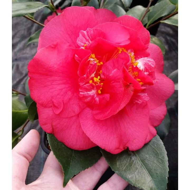 Camelia japoneza, planta la ghiveci