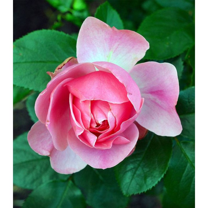 Ingrasamant Flortis pentru trandafiri, 570 grame