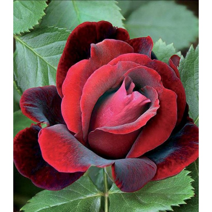 Ingrasamant Flortis pentru trandafiri, 570 grame