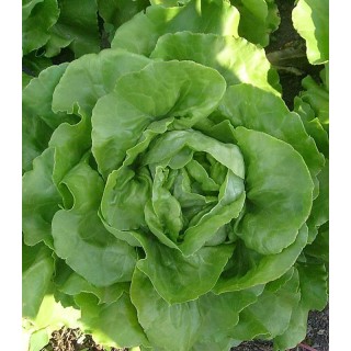 Salata D'Estate di Sarno