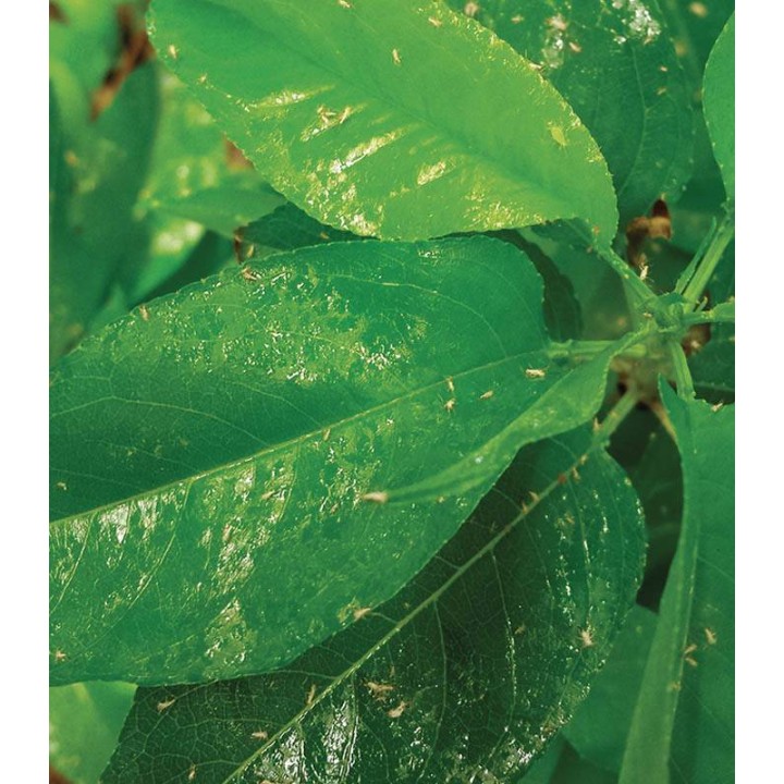 Sapun din uleiuri vegetale BIO