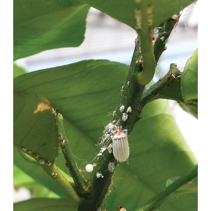 Insecticid BIO ulei de in combatere paduchi lanosi
